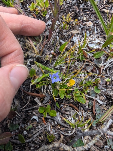 pygmy gentian (Gentiana prostrata)
