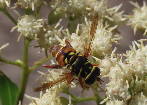 Unknown species found near South Valley, NM, USA