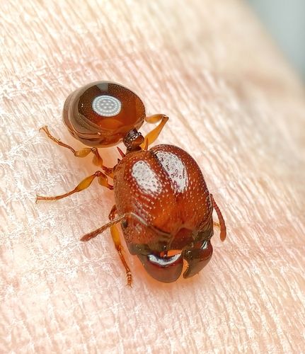 刺切叶蚁属Acanthomyrmex
