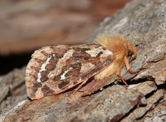 Korscheltellus fusconebulosa