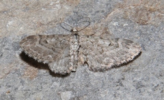 Eupithecia pusillata
