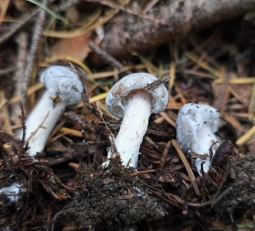 Owingsia PNW01 graham.jpg