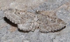 Eupithecia pusillata