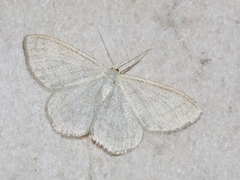 Scopula ternata