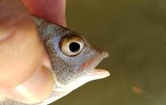 Acanthopagrus pacificus