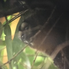 Aotus nigriceps