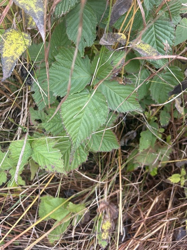 recurved blackberry (Rubus recurvans)