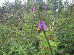 Bombus transversalis