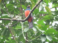 Trogon melanurus