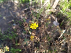 Centromadia parryi australis