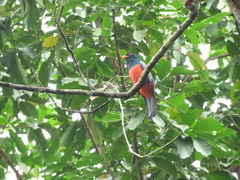 Trogon melanurus