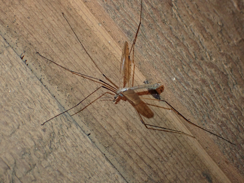 Unknown species found near North Highlands, Capital Regional District, BC, Canada RRL home