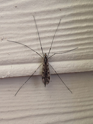 Unknown species found near North Carolina, US
