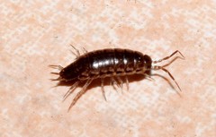 Chaetophiloscia elongata