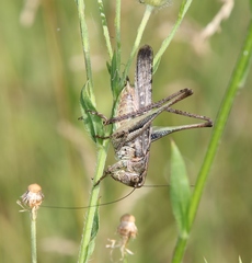 Platycleis grisea