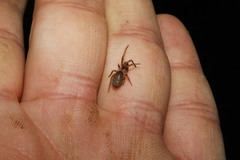 Filistata insidiatrix