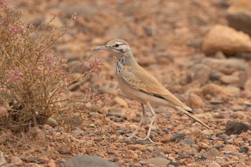 Greater Hoopoe-Lark
