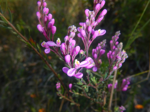 Comesperma ericinum (Comesperma ericinum)