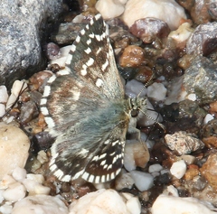 Pyrgus malvae