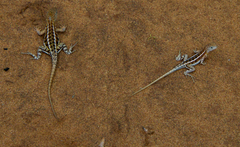 Chalarodon madagascariensis