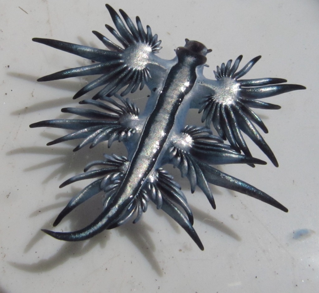 Blue Dragon Nudibranch (Glaucus atlanticus)