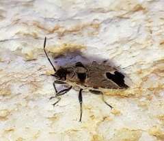 Melanotelus villosulus