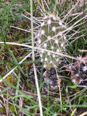 Opuntia × columbiana