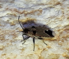 Melanotelus villosulus