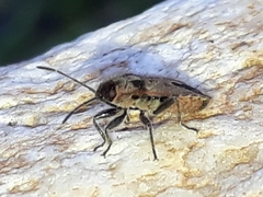 Melanotelus villosulus