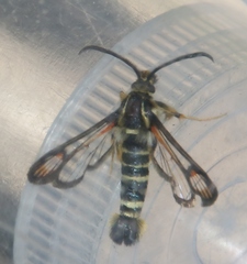 Bembecia ichneumoniformis