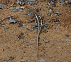 Chalarodon madagascariensis