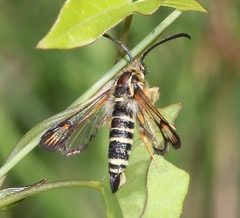 Bembecia ichneumoniformis