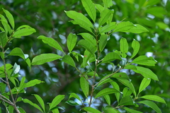 Osmanthus matsumuranus