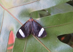 Hyalurga sora