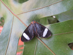 Hyalurga sora