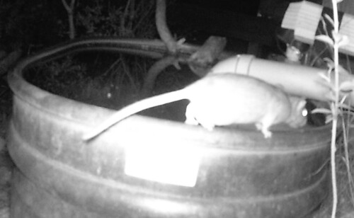 Southern Plains Woodrat