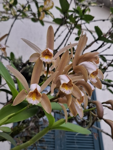 Orchid (Cattleya forbesii)
