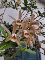 Cattleya forbesii