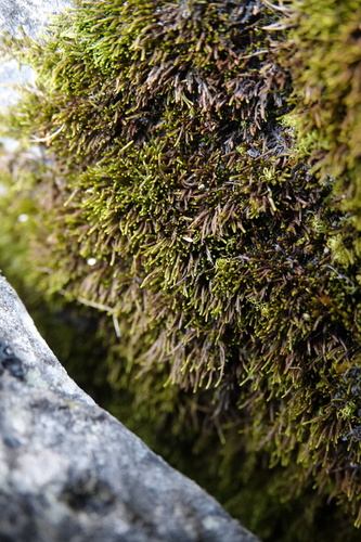 Pseudoleskeella catenulata, 2025-10-16