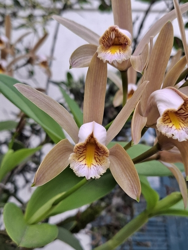 Cattleya forbesii, photograph 2