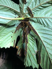 Colobura dirce