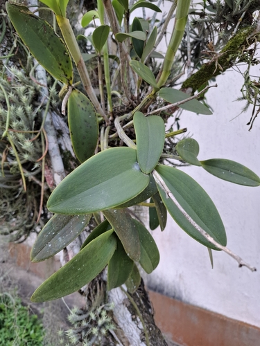 Cattleya forbesii, photograph 3