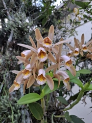 Cattleya forbesii, photograph (c) Fabricio Carvalho da Silva, some rights reserved (CC BY)