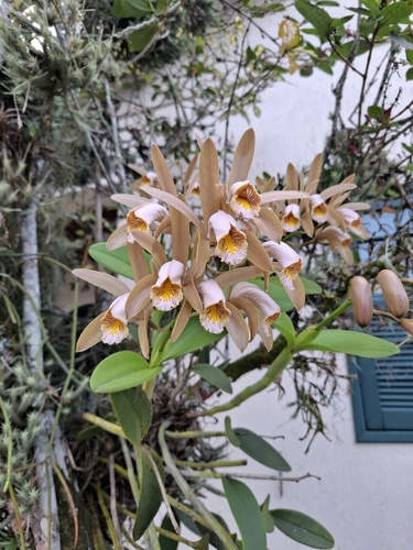 Cattleya forbesii, photograph 5