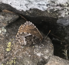 Oeneis melissa semidea