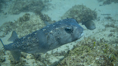 Chilomycterus reticulatus