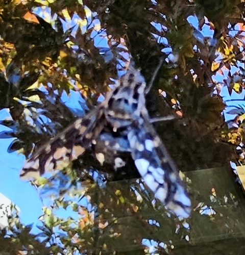 Unknown species found near Medical Pavilion at Howard County, 10710 Charter Drive, Suite #310, Columbia, MD 21044, USA