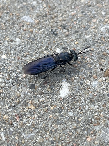 Unknown species found near Washington County, US-AR, US