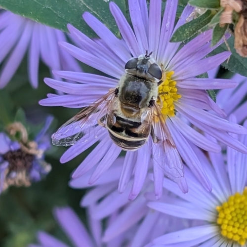 Unknown species found near Winfield, KS, USA