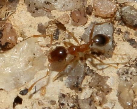 Pheidole caffra